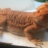 Distinctive Orange Dragon Lizard Abducted From UWS Pet Store